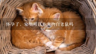 怀孕了，家里可以养宠物白老鼠吗