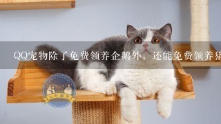 QQ宠物除了免费领养企鹅外，还能免费领养猪猪吗？怎么领养？