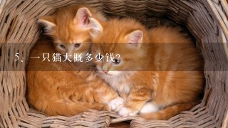 一只猫大概多少钱?