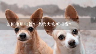 如何使用电推？宠物犬修剪毛发？