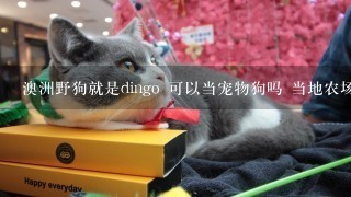 澳洲野狗就是dingo 可以当宠物狗吗 当地农场主会用