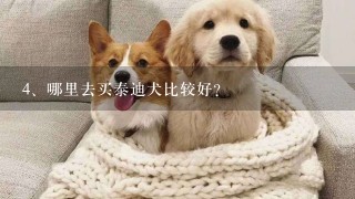 哪里去买泰迪犬比较好？