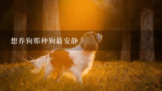 想养狗那种狗最安静