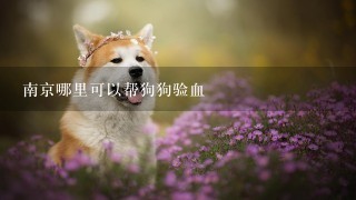 南京哪里可以帮狗狗验血