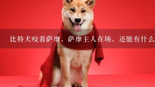 比特犬咬着萨摩，萨摩主人在场，还能有什么措施？？砖都不可