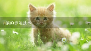 猫的养殖技术