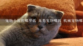 宠物小猩猩哪里抓 龙类宠物哪抓 机械宠物哪里抓