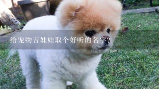 给宠物吉娃娃取个好听的名字?