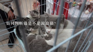 如何判断猫是不是流浪猫？