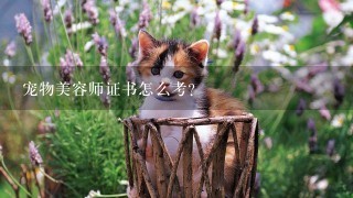 宠物美容师证书怎么考？