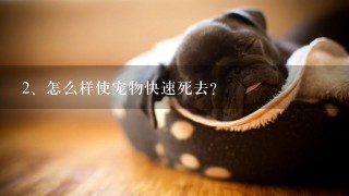 怎么样使宠物快速死去?