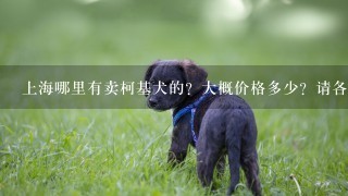 上海哪里有卖柯基犬的？大概价格多少？请各位知道的