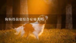 狗狗得前庭综合症痛苦吗