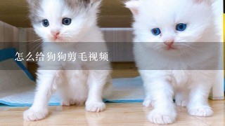 怎么给狗狗剪毛视频