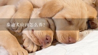 泰迪犬应该怎么养？