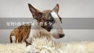 宠物b级美容师学费多少