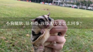 小狗腿软,站不稳,四肢无力是怎么回事?