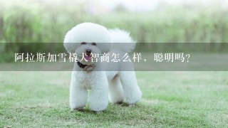 阿拉斯加雪橇犬智商怎么样，聪明吗？