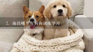 南昌哪里有狗狗训练学习