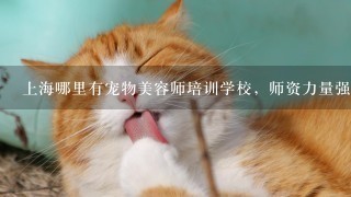 上海哪里有宠物美容师培训学校，师资力量强一点的？