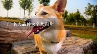 名犬品种大全及图片