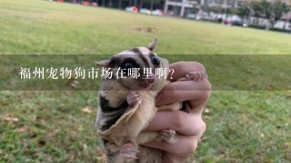 福州宠物狗市场在哪里啊？