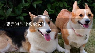 想养狗那种狗最安静