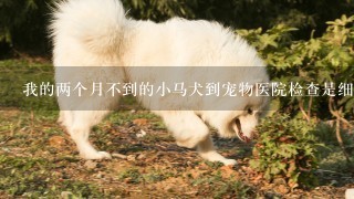 我的两个月不到的小马犬到宠物医院检查是细小病毒打了两天吊水也不见好转？