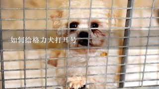 如何给格力犬打耳号