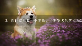 想往家里养一个宠物，卡斯罗犬的优点和缺点是什么呢