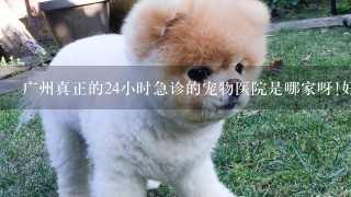 广州真正的24小时急诊的宠物医院是哪家呀!好多电话都没有人接。。