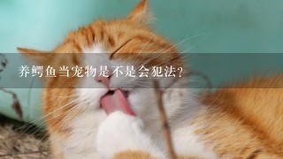 养鳄鱼当宠物是不是会犯法?