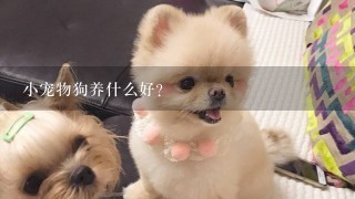 小宠物狗养什么好?