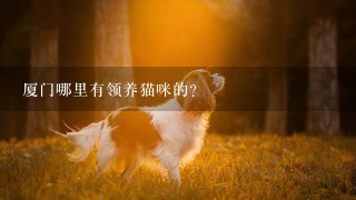 厦门哪里有领养猫咪的？