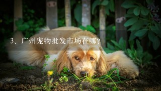 广州宠物批发市场在哪？