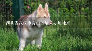 湖北省武汉市青山区给犬办证地点