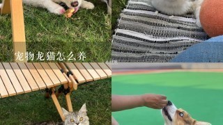 宠物龙猫怎么养