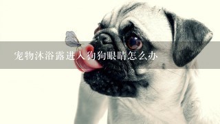 宠物沐浴露进入狗狗眼睛怎么办