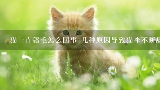 猫一直舔毛怎么回事 几种原因导致猫咪不断舔毛