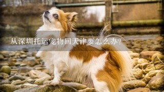 从深圳托运宠物回天津要怎么办？