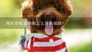 现在养殖宠物狗怎么寻找销路？