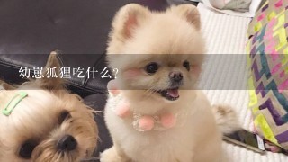 幼崽狐狸吃什么？