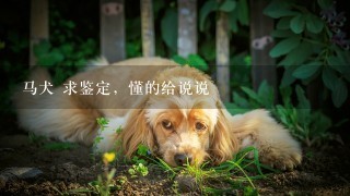 马犬 求鉴定，懂的给说说