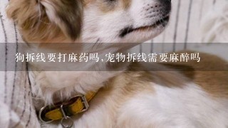 狗拆线要打麻药吗,宠物拆线需要麻醉吗