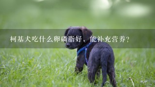 柯基犬吃什么卵磷脂好，能补充营养？