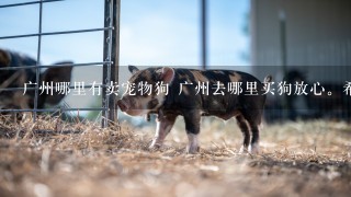 广州哪里有卖宠物狗 广州去哪里买狗放心。希望度友帮忙啦
