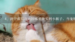 济宁或周边地区哪里能买到小猴子，当宠物养。