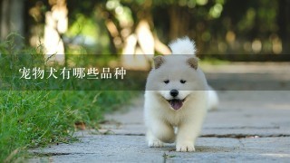 宠物犬有哪些品种