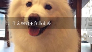 什么狗狗不容易走丢