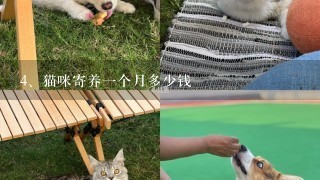 猫咪寄养一个月多少钱